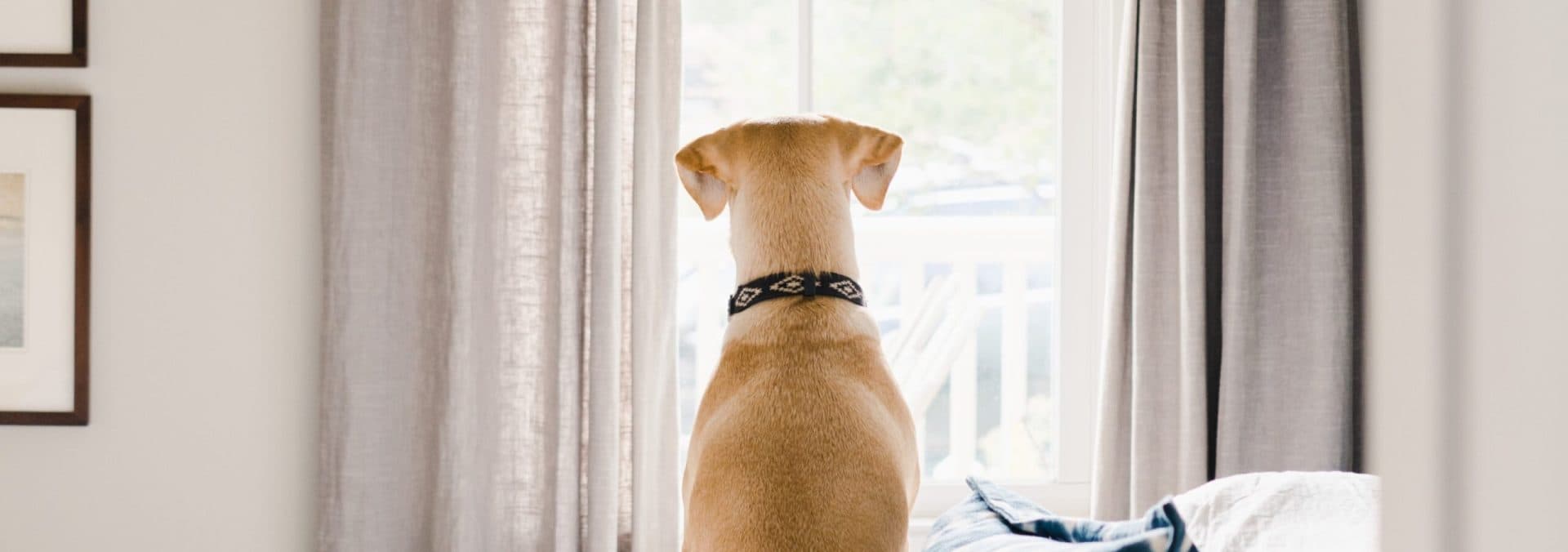 Maid-Bright-Professional-House-Cleaning-Service-One-Time-Cleaning-Dog-On-Bed